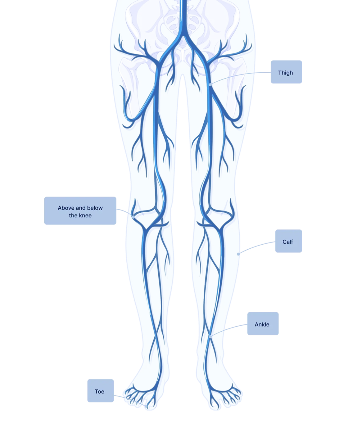 perimed vascular illustration